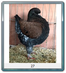 27