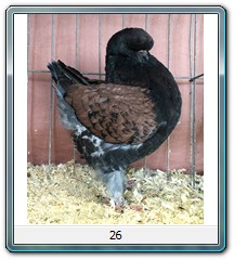 26