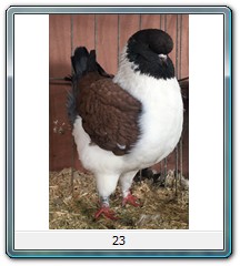 23