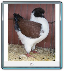 25