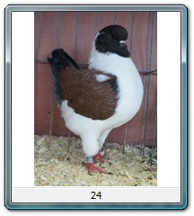 24
