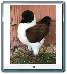 20