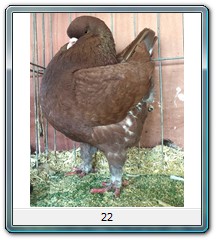 22